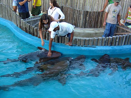 oceanario-alimentacao