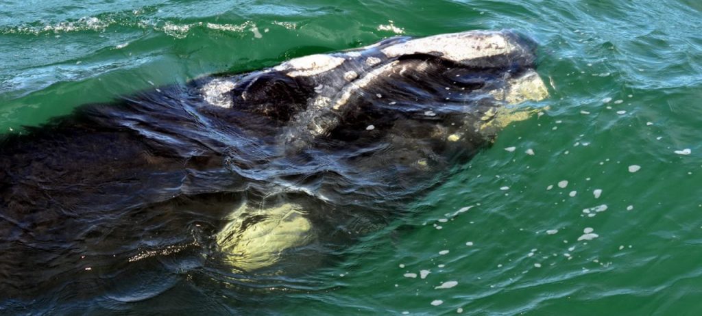 um grande animal nadando em um corpo de água