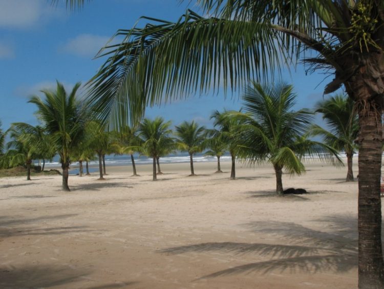 uma praia arenosa com palmeiras e o oceano ao fundo