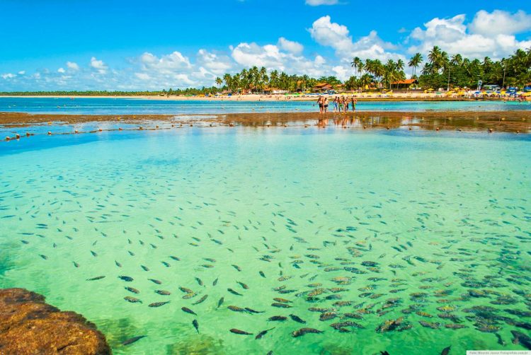 um grande grupo de peixes nadando no mar próximos de uma praia movimentada 