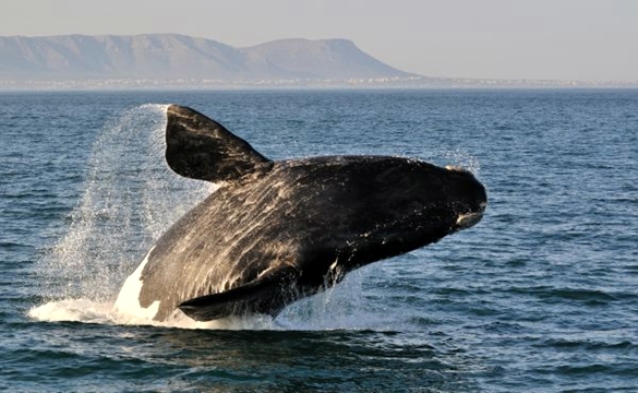 Baleia Franca em Santa Catarina