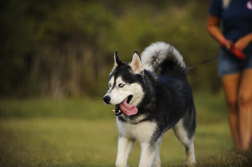 cachorro_brincando