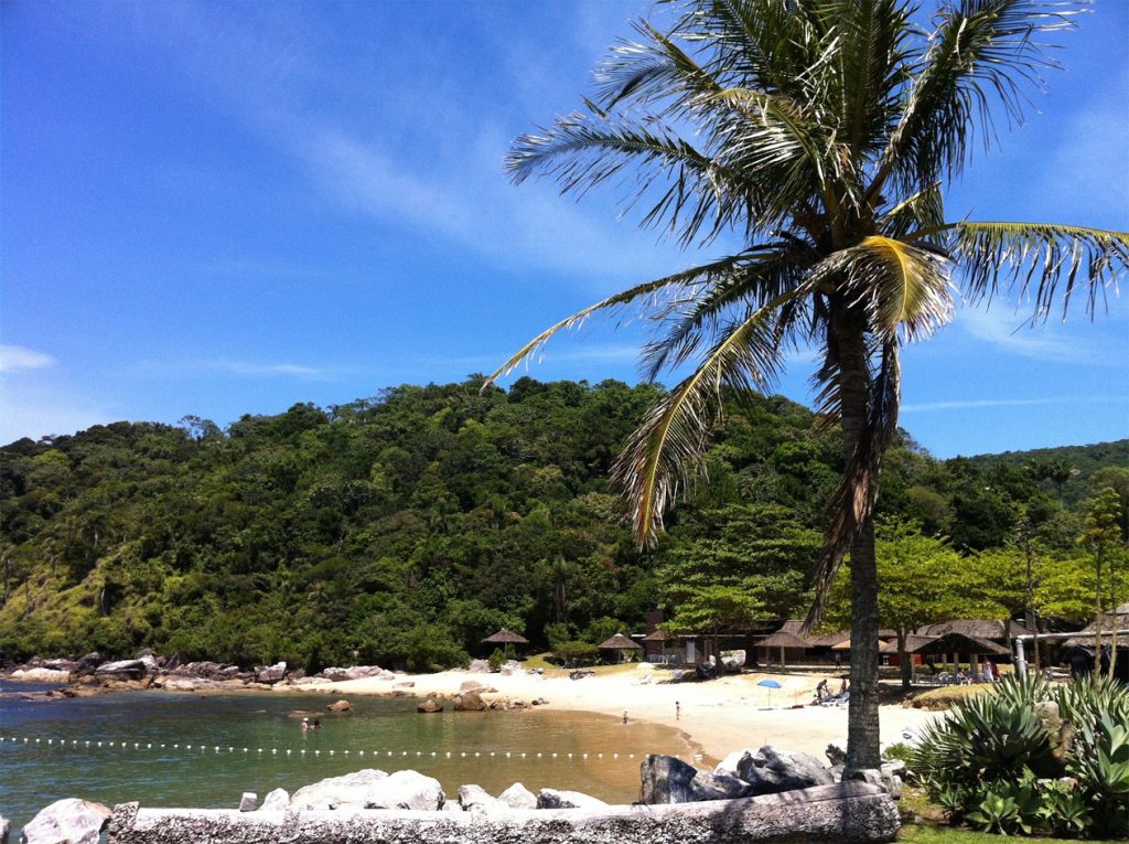 uma palmeira no topo de uma encosta verdejante