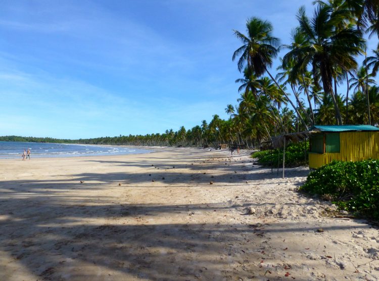 uma praia arenosa com palmeiras e uma cabana