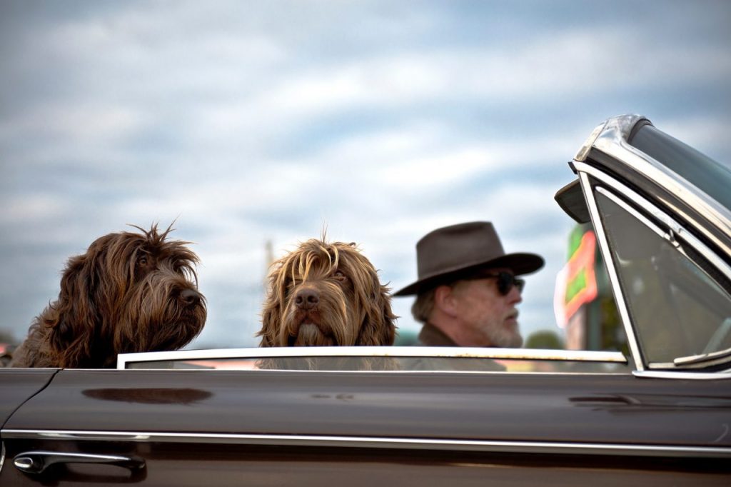 Viajar com animais