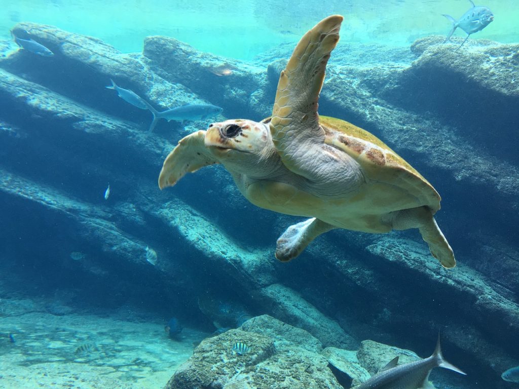 uma tartaruga nadando no oceano com peixes ao seu redor