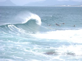 Surf, gente jovem e bonita você encontra nas praias Mole, Joaquina e Brava