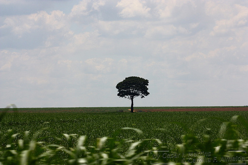 Árvore solitária - Terra dos poetas - Capivari Árvore solitária - Terra dos poetas - Capivari