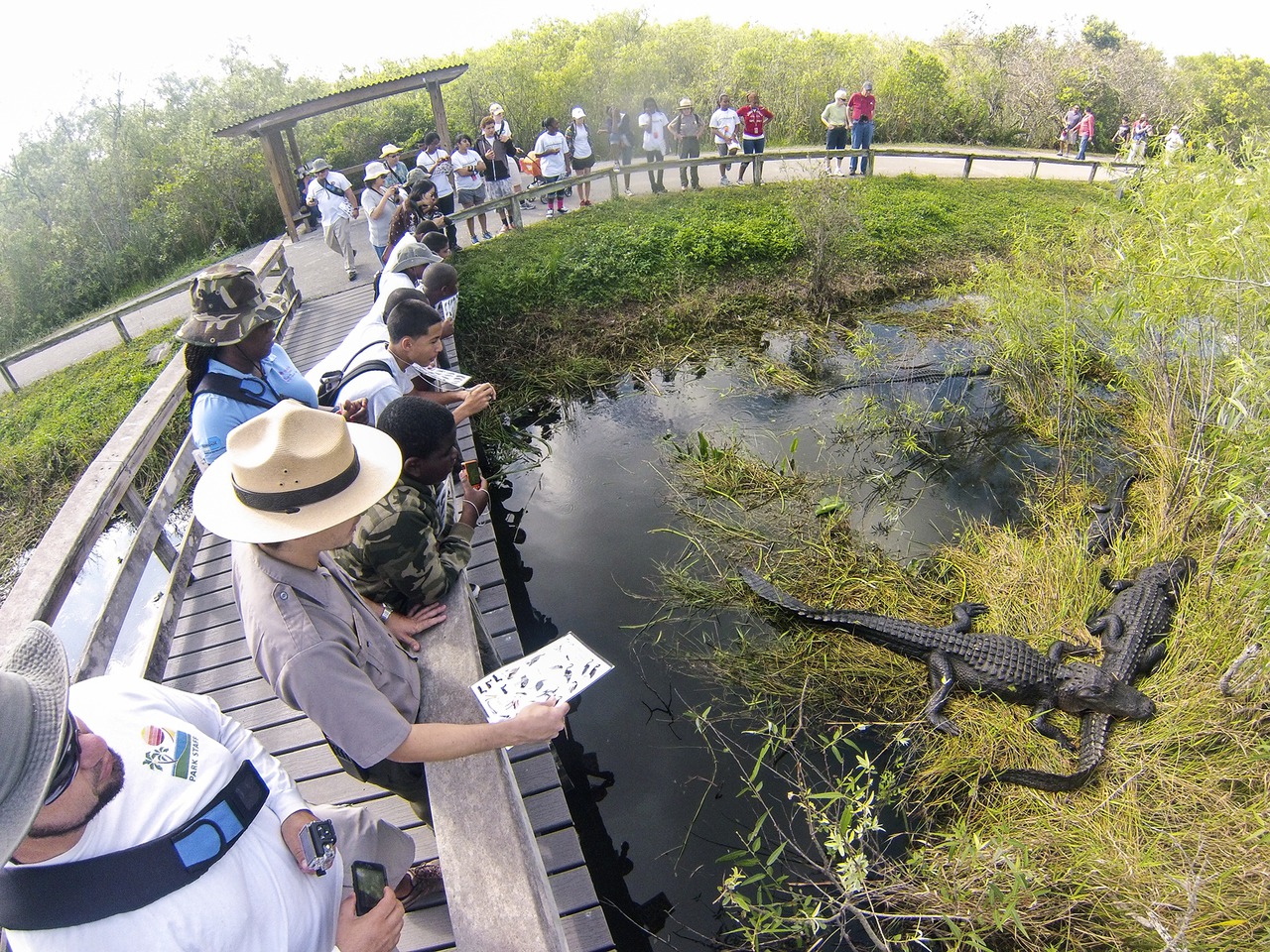 Motivos para conhecer Miami - Everglades