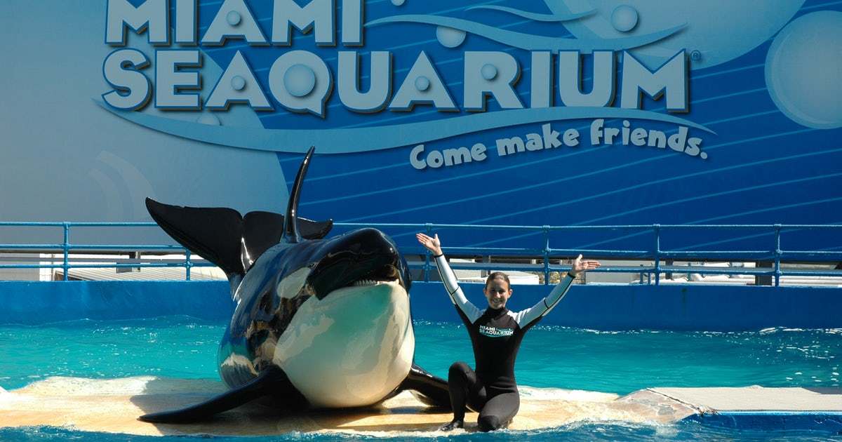 Motivos para conhecer Miami - Seaquarium